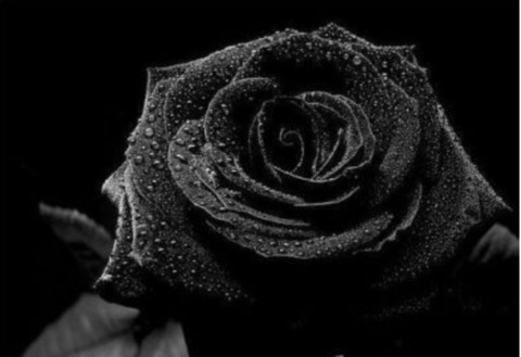 Header of bbblackrose