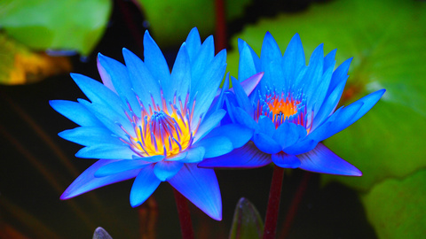 Header of blue_lotus
