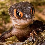 momonga (Salacious Skink) OnlyFans Leaked Content 

 profile picture