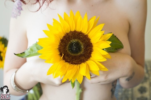 Header of sunflower.free